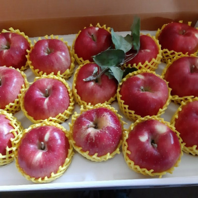 [신바람농장] 홍로 사과(선물용) 5kg (상14-16과)