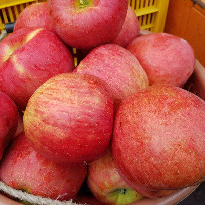 [가암농원] 홍로 사과 가정용 10kg (41-45과)