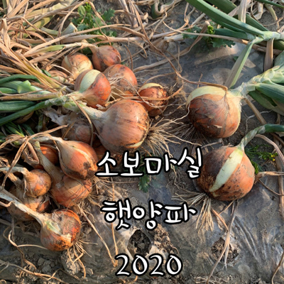 2021 햇양파/저장양파/ 소보마실 딴딴양파 16kg